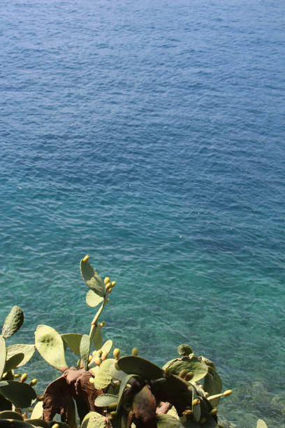 prickly pears cactus by the seaside on Skiathos island