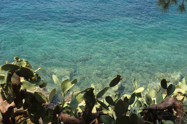 prickly pears cactus by the seaside on Skiathos island