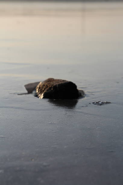 istock A close up of a sea creature 2199380945