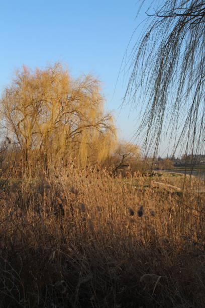 istock A field with trees and a building in the background 2199381143