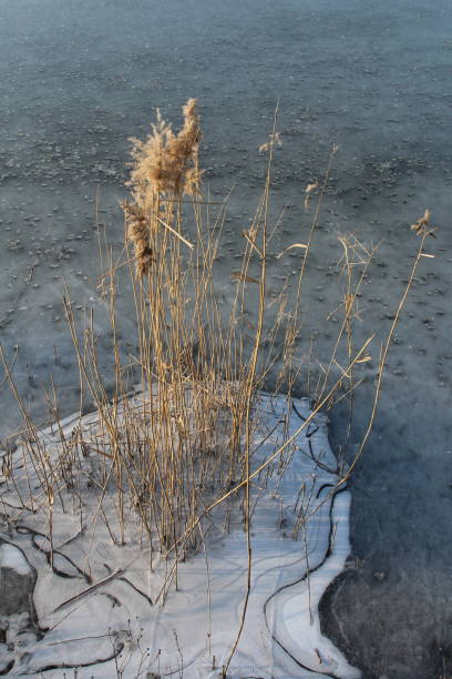 istock A plant growing out of the water 2199381899