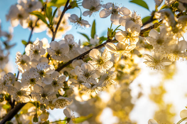 Beautiful cherry blossom flowers at sunset or sunrise