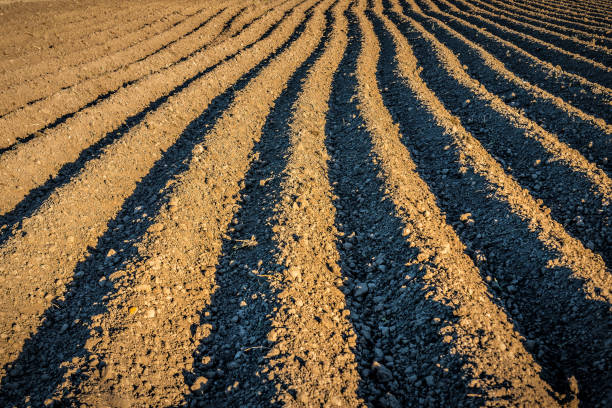 istock Rows of freshly plowed field in sunlight 2199383806