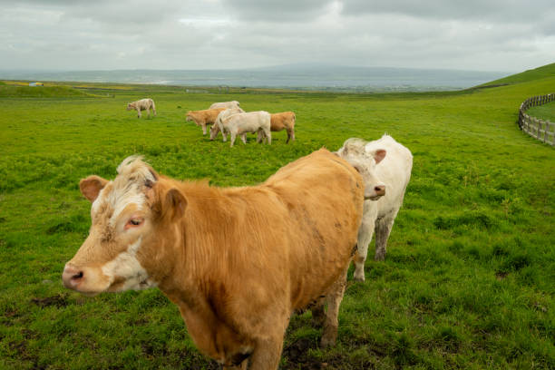 istock Panoramic view of the Cliffs of Moher, Ireland. 2199383883