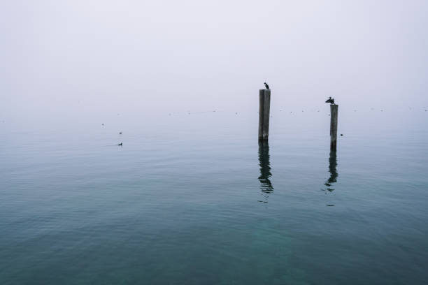 A serene scene of nature dense fog covers the lake, creating an atmosphere of tranquility and mystery. Lonely birds perched on wooden poles add to the minimalistic and peaceful landscape.