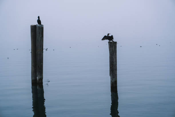 A serene scene of nature dense fog covers the lake, creating an atmosphere of tranquility and mystery. Lonely birds perched on wooden poles add to the minimalistic and peaceful landscape.