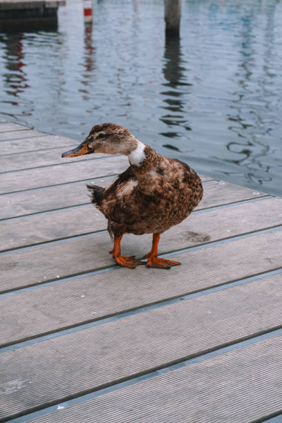 A wild duck standing on a wooden pier near the water. The duck's brown feathers and bright orange feet contrast beautifully with the textured wooden surface. The calm water in the background reflects the surroundings, creating a peaceful nature scene.