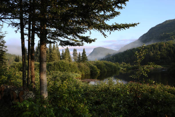 istock Dense Canadian Forest with Mountains and Hidden River Between Trees 2199386410