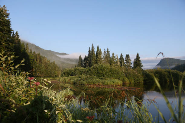 istock Peaceful River Flowing Around Pine Trees Covered Island in Dense Canadian Forest 2199386438