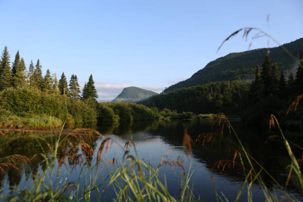 istock Peaceful River Flowing Around Pine Trees Covered Island in Dense Canadian Forest 2199386440