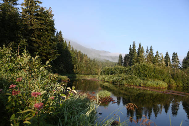 istock Peaceful River Flowing Around Pine Trees Covered Island in Dense Canadian Forest 2199386443