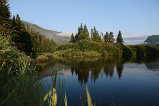 istock Peaceful River Flowing Around Pine Trees Covered Island in Dense Canadian Forest 2199386444