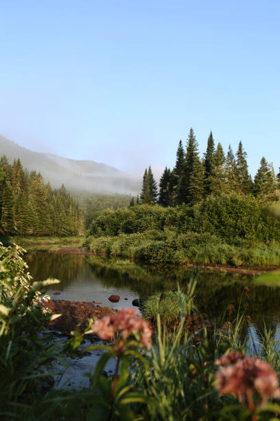 Peaceful River Flowing Around Pine Trees Covered Island in Dense Canadian Forest