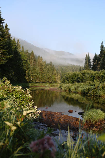 istock Peaceful River Flowing Around Pine Trees Covered Island in Dense Canadian Forest 2199386477