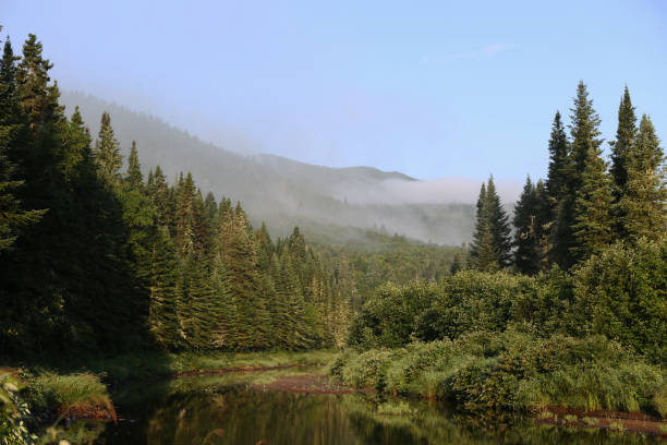 istock Peaceful River Flowing Around Small Tree Covered Island in Dense Canadian Forest 2199386479