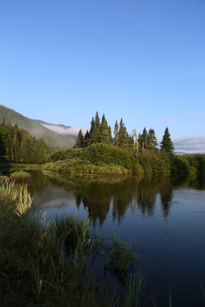 istock Peaceful River Flowing Around Pine Trees Covered Island in Dense Canadian Forest 2199386488