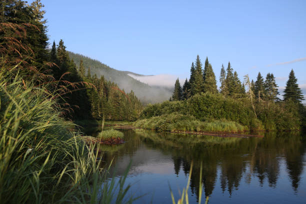 istock Peaceful River Flowing Around Pine Trees Covered Island in Dense Canadian Forest 2199386490