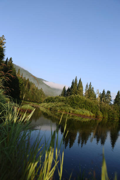 istock Peaceful River Flowing Around Pine Trees Covered Island in Dense Canadian Forest 2199386491