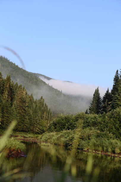 istock Peaceful River Flowing Around Pine Trees Covered Island in Dense Canadian Forest 2199386496