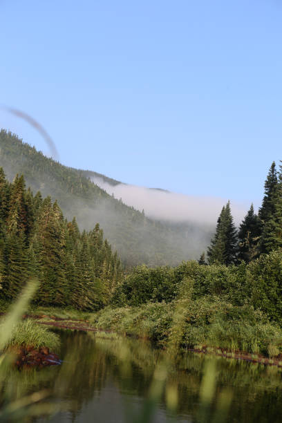 istock Peaceful River Flowing Around Small Tree Covered Island in Dense Canadian Forest 2199386510