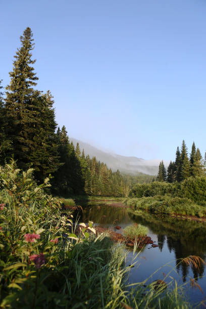 istock Peaceful River Flowing Around Pine Trees Covered Island in Dense Canadian Forest 2199386512