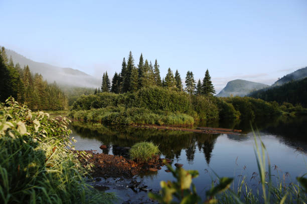 istock Peaceful River Flowing Around Pine Trees Covered Island in Dense Canadian Forest 2199386514