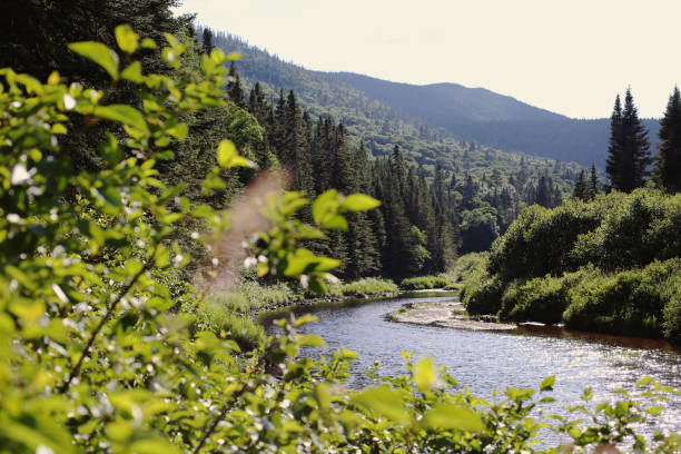 istock Green Bushes in Front of Peaceful River in Dense Canadian Forest 2199386519