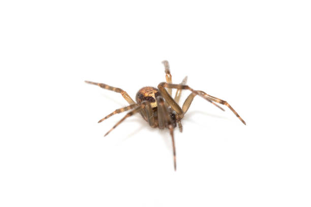 istock Close Up of a Defensive Long Legged Arachnid Spider on a White Background 2199387510