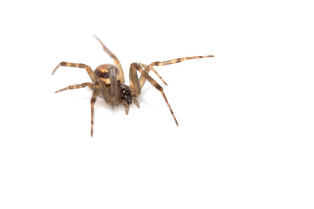 istock Close Up of a Defensive Long Legged Arachnid Spider on a White Background 2199387531