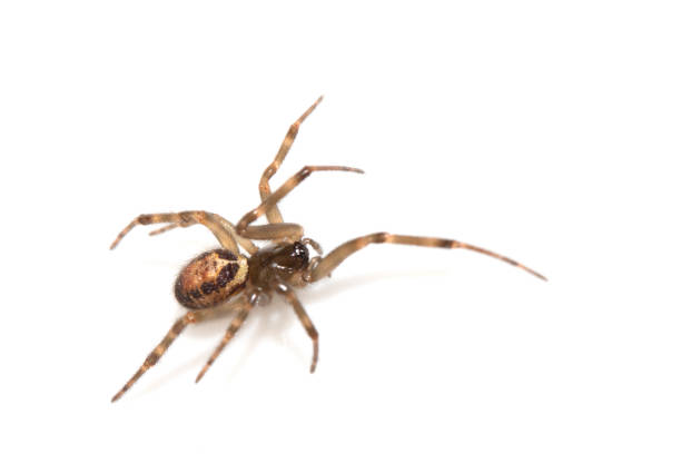 istock Close Up of a Defensive Long Legged Arachnid Spider on a White Background 2199387555