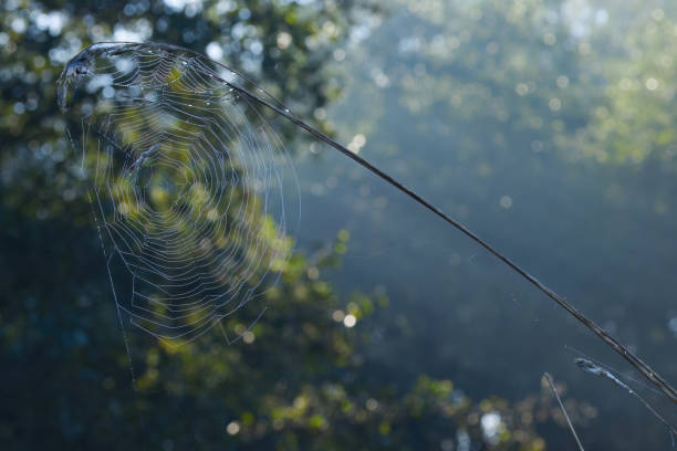 close up spider web hanging on a stalk, spider web in the foreground, the sun shines through trees, morning mist, white threads hanging on a plant, trap of a spider for insects on the left side