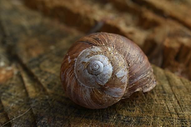 Empty snail shell on wooden stump, close up, macro