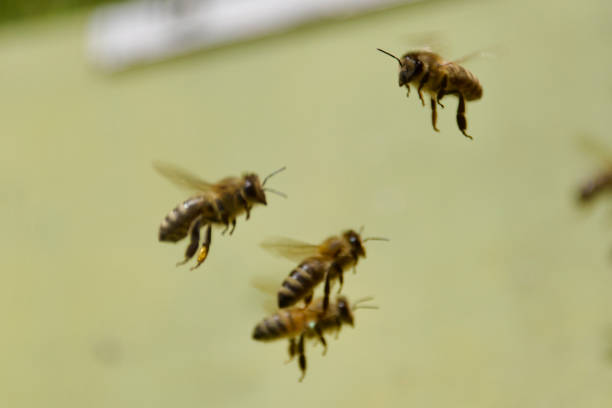 Outside a beehive on a working farm, bees attracted to light color.