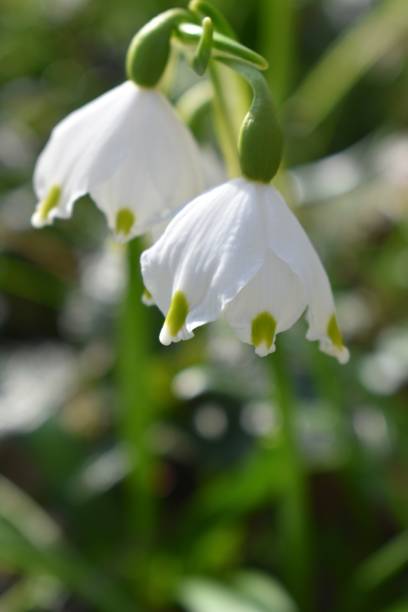 istock Snowdrops, snowdrop flower, blossom, spring flowers, close up, macro 2199390502