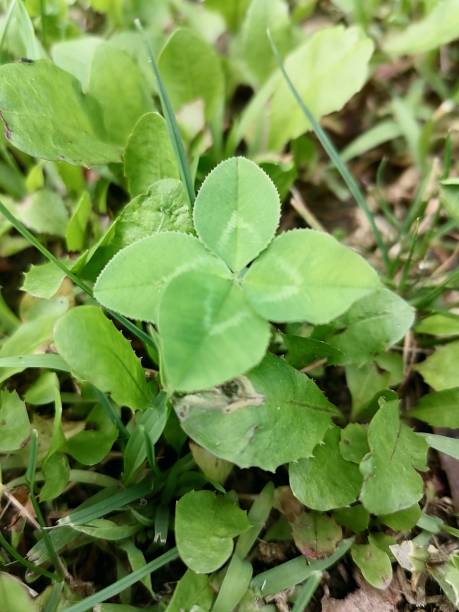 istock Four leaves clover in the grass, meadow, close up, macro 2199391349