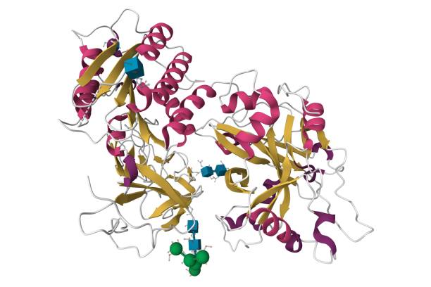 Human Complement Pool 70+ Complement Protein Stock Photos, Pictures & Royalty-Free Images ...