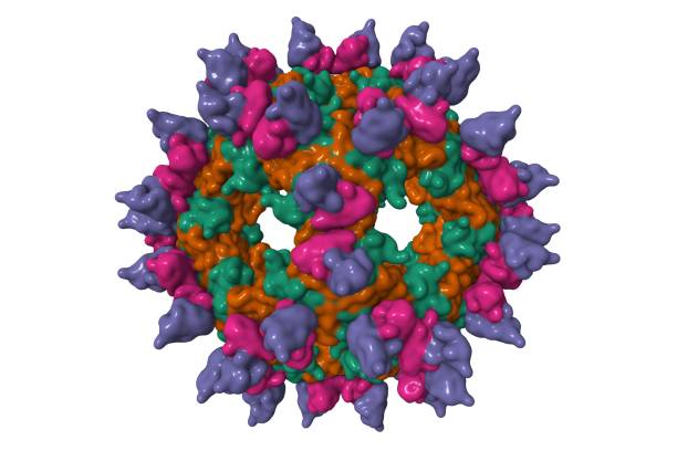 Human parechovirus (green and brown) neutralization by human monoclonal antibodies (pink and violet).