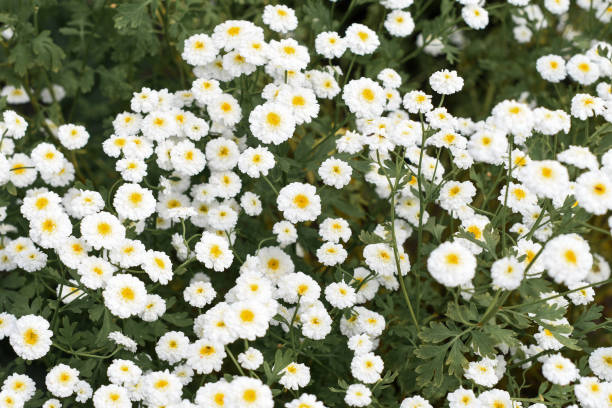 istock Live flower background with Tanacetum parthenium in Latin or pyrethrum double annual white small flowers, plant with medicinal properties for alternative herbal medicine 2199392738