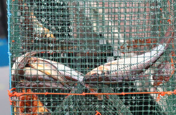 The fish are trapped in Kalimantan fishermen's fish traps called tampirai.