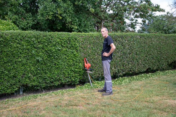 istock man standing in front of hedge trimmer stopped during work, gardener trimming hedge with electric hedge trimmer 2199393449