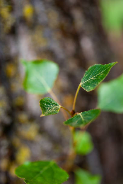 istock Macro images of plant elements 2199394517