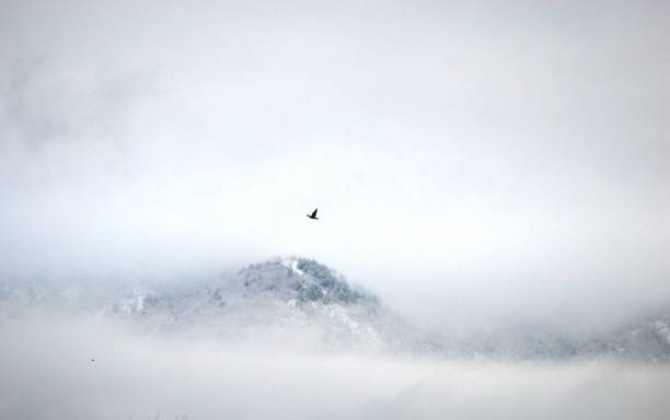 a hill in fog and snow and a bird in flight