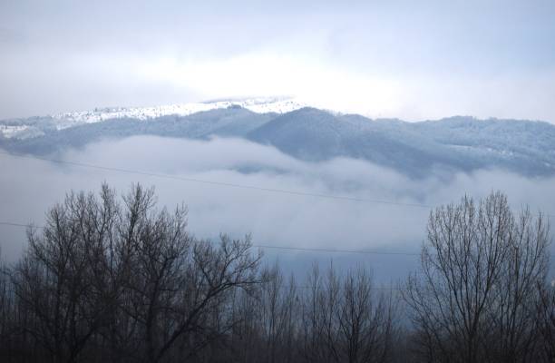 Winter Forest