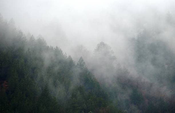 istock morning fog on a hill in the forest 2199396931