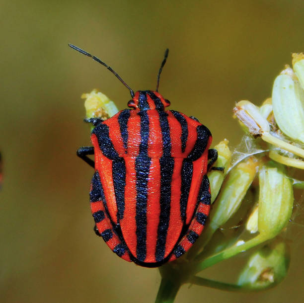 istock Graphosoma lineatum, red insect with black stripes 2199397090