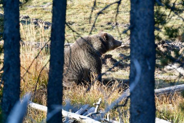 istock Grizzly in Yellowstone National Park 2199399412