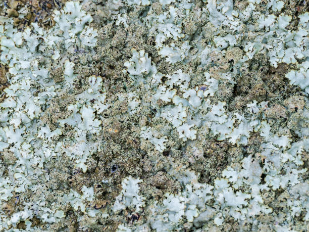 Full frame close-up of old lichens in late winter
