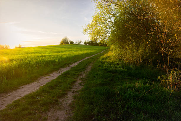 istock Green spring sown field and sunset sky 2199400474