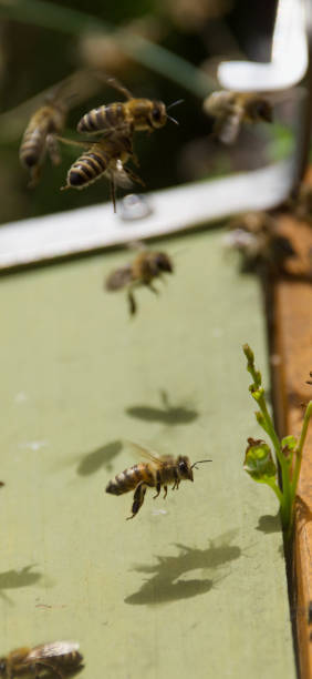 istock Flying honey bees returning to their hive, captured mid-air. 2199400752