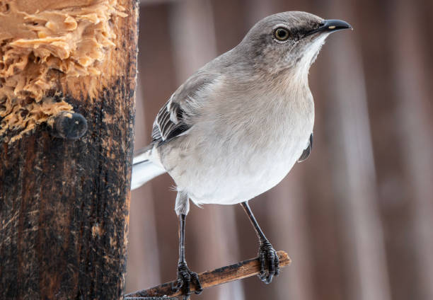 istock A Northern Mockingbird in the snow 2199400923